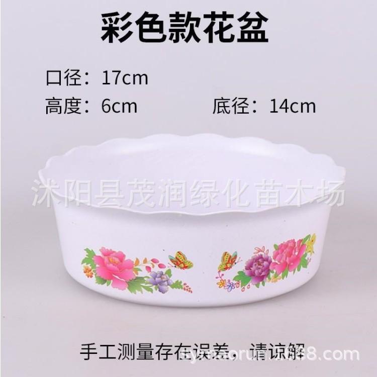 水仙花盆01