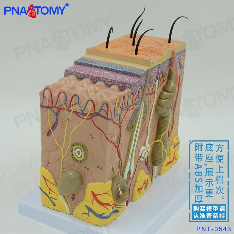 70倍皮肤02