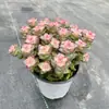 Base de planta suculenta autoproducida y autovendida al por mayor suculentas pequeñas combinación de flores plantas en maceta plantas carnosas Lithops Haworthia