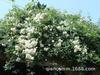 Base Wholesale Rosa Trepadora Forma en Maceta Florero de Rosas Enredadera Multi-Flor Casa de Rosas Patio Floración en el Mismo Año