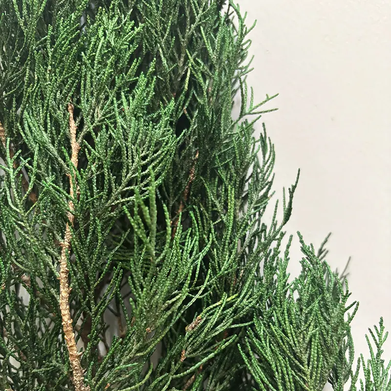 圆柏细节 拷贝.jpg