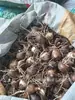 Se envían bulbos de lirio de los valles con capullos. Estas plántulas de lirio de los valles son resistentes al frío y fáciles de cultivar, lo que las hace adecuadas para plantas de interior en maceta y uso ornamental.. Las bombillas están disponibles para venta al por mayor