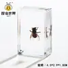 Artesanías de especímenes, insectos reales, escarabajo ciervo, escorpión, escarabajo, araña, regalos de enseñanza de ciencias biológicas, adornos de resina