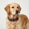 Accesorios de acero inoxidable, collar de cuero, collar de cuero genuino, collar para mascotas, piel de vacuno de plena flor de primera calidad, suave y cómodo para perros