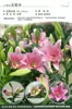 Bulbos de Lírio de Outono de Floração Dupla, Mudas de Flores de Floração Simples, Lírios Perfumados Comprados Diretamente da Holanda, Canhão de Ferro, Plantas de Vaso para Iniciantes do Pátio Karie