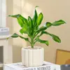 Planta de Madeira de Ferro Iemenita Coração Dourado para Sala de Estar Interna e Mesa de Escritório, Sempre Verde, Purificadora de Ar, Absorvente de Formaldeído