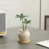 Plantas en Maceta de Bambú y Ciprés para la Mesa de Café de la Sala de Estar, Plantas Verdes Fáciles de Cuidar, Perennes para Todas las Estaciones, Plantas Purificadoras de Aire para Escritorio para la Oficina
