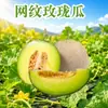 Melón de Malla Shandong Meilong, entrega disponible 3/5/9/ 4-4.5kg Melón de Malla para Helado, compra al por mayor de frutas frescas para las fiestas