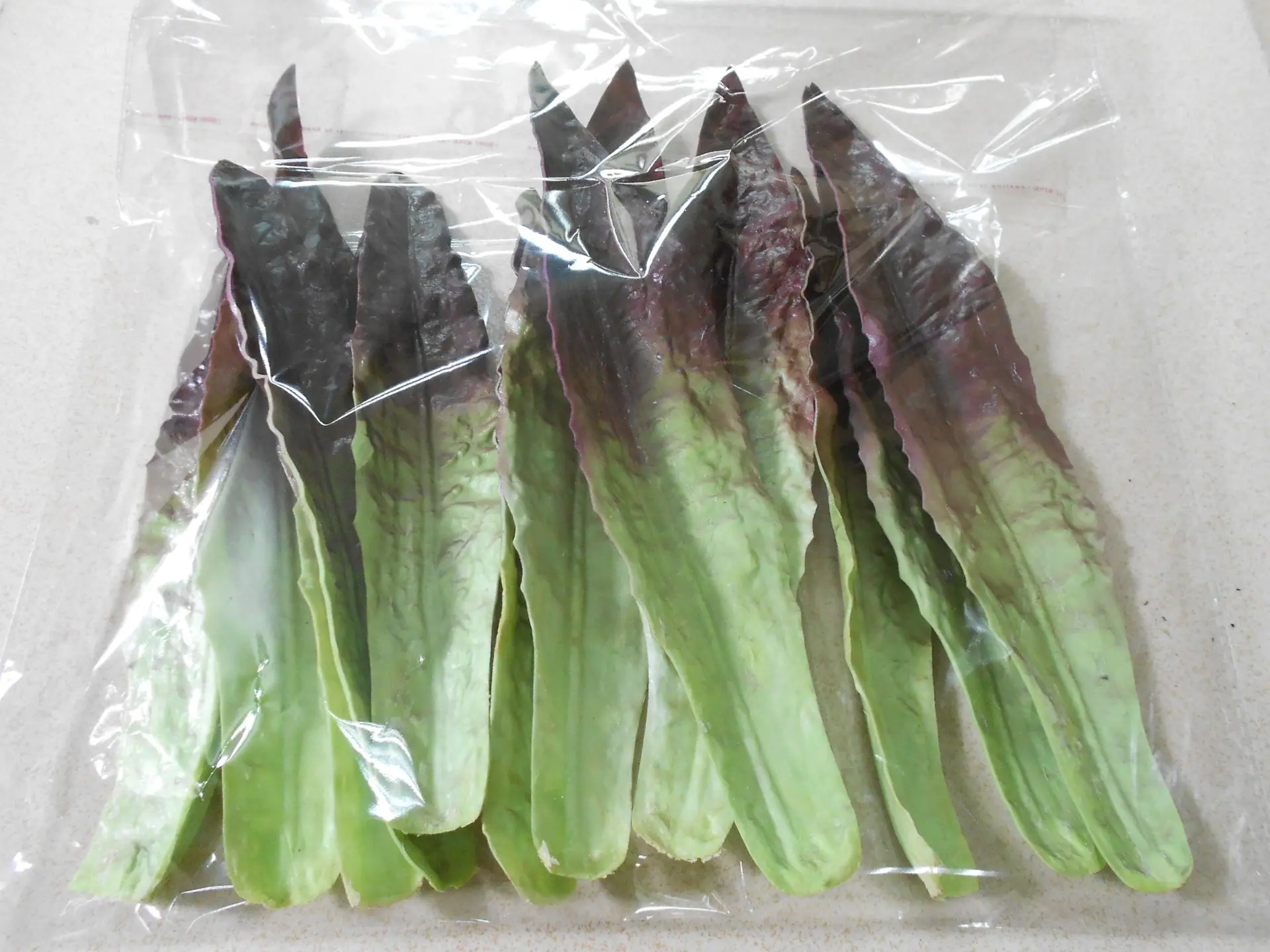 12片 紫油麦菜叶
