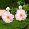 EZ5597 Aretes de Perlas Europeos y Americanos Transfronterizos Colgante de Flor Aretes Delgados para la Cara Joyería para Mujer de Hermosas Flores de Primavera y Verano