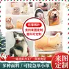Almohadas con Forma Personalizada con Tu Propio Diseño, Almohadas Personalizadas de Gato Emoji Feo, Cojines Decorativos Personalizados con Personajes de Dibujos Animados y Fotos de Mascotas