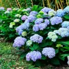 Hortensia Verano Infinito Plántula Grande Tipo Flor Extra Grande Planta en Maceta Montón Viejo Interior y Exterior Patio de Villa Flores de Cuatro Estaciones Plantas Verdes