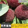 Dropshipping Plántulas de Bayberry Xianju Auténticas Injertadas Dongkui Yang Plántulas de Ciruela Carbón Negro En Maceta Plántulas de Fruta Extra Grande del Sur