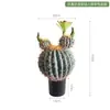 Ornamento Decorativo de Cacto Simulada Cactus de Interior Planta Verde Tropical do Deserto Paisagismo Vitrine Floreira Exibição