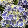 Jardim da Heidi Hortênsia Pipoca Thor Mãe do Mar Flores Plantas Vasos Mudas Balcão Pátio