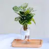 Plantas hidropônicas fáceis de cultivar em ambientes internos Calathea Maçã Verde planta verde planta em vaso adequada para todas as estações sala de estar escritório mesa folhas grandes tolerante à sombra