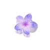 Presilha de Frangipani Colorida Doce de 4cm Venda Quente Transfronteiriça Acessório de Cabelo Doce Acessório de Cabeça Feminino Flor Acessórios de Cabelo Presilha de Cabelo Placa Atacado