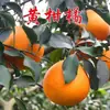 Entrega en una sola pieza de plántulas de naranja dulce injertadas, plántulas de naranja fea, árboles frutales de naranja dulce Sihui en maceta, plantados en el sur