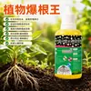 Rey del Enraizamiento de Plantas: Solución enraizante para trasplante y propagación, Potente agente enraizante para flores y suculentas