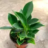 Las plantas perennes de hoja grande, tipo diamante dorado y diamante rojo, son fáciles de mantener, adecuadas para macetas de interior y plántulas de flores para bonsái.