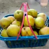 Cesta de Plástico para Recolección de 5 kg para Frutas, Naranjas, Fresas, Bayas, Champiñones y Verduras, Venta Directa del Fabricante, Bandeja de Frutas de Estilo Simple