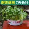Una generación de hojas con hierba de cobre en macetas hidropónicas plantas de interior flores verdes pequeñas semilla de hierba de cobre acuática