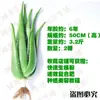 Salón de Belleza Curazao Plántulas de Sábila Suculentas en Maceta Riego de Belleza Hidratación de la Piel Flores Comestibles de Interior y Exterior y Plantas Verdes