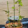 Soporte para flores de jardín estante trepador para el hogar estante para plantas en maceta de interior rábano verde anillo de hierro fijo soporte para flores soporte para flores de rosa