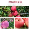 Maçãs Autênticas de Yantai, Qixia Red Fuji, Frutas Frescas Crocantes e Doces, Caixa Completa, Entrega Direta do Local de Origem, Frete Grátis para Uma Peça, Transfronteiriço