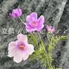4 Cabeças de Floretes de Cosmos, Flores Grandes de Crisântemo, Decorações de Casamento, Flores Silvestres Pastorais Frescas, Decoração de Casa, Atacado de Flores de Seda