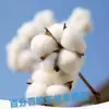 Semillas de algodón sueltas, cultivadas en granja, sin procesar, con cáscara, para bodas, de cinco pétalos, puramente cultivadas en casa