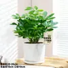 Madera de pata de pato que trae fortuna, perenne en todas las estaciones, planta verde de interior para balcón, maceta de flores, plántula de árbol de la fortuna, loto de siete hojas