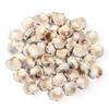 Pulsera Vintage Spudgy de Cerámica con Forma de Concha, Cuentas de Vieira, Accesorios para Joyería Hecha a Mano DIY, Cuentas de Vieira