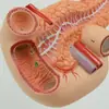 Modelo de Pâncreas, Baço, Vesícula Biliar, Duodeno, Fígado e Vesícula Biliar, Modelo de Anatomia de Órgãos Humanos do Pâncreas, Display Popular de Ciência para Ensino