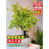 Vivero de arces rojos japoneses para dropshipping, árbol enano rojo de cuatro estaciones, árbol paisajístico Princesa Danza Roja, resistente al frío para exteriores para villas