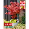 Vivero de arces rojos japoneses para dropshipping, árbol enano rojo de cuatro estaciones, árbol paisajístico Princesa Danza Roja, resistente al frío para exteriores para villas