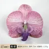 Tiara de Cabeça com Flor de Orquídea Phalaenopsis Artificial, Presilha de Cabelo Famosa na Internet, Acessório de Cabeça, Lembrança, Adequada para Decoração de Casamento, Ornamento de Móveis, Flor Artificial