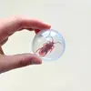 Brinquedo de gato simulado com mosca, bola transparente rolante, autoentretenimento, alivia o tédio, estimula instintos de caça, para brincadeiras interativas internas