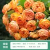 Rosa de Cabello Recto de Yunnan Enredadera para Muro Rosa Flor Extra Grande Plántulas Fragancia Fuerte Florece en Todas las Estaciones Plantas para Patio Casa Balcón