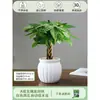 Árbol de la Fortuna Trenzado Planta Pequeña en Maceta Bonsái Escritorio Oficina Planta Verde Tolerante a la Sombra Planta Hidropónica