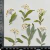 Spiraea narciso pequeño repujado espécimen de flor seca marco de fotos DIY sello de laca de fuego gota de pegamento flor real funda para teléfono móvil bolsa de material