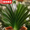 Planta de Clívia em vaso com botões, plantas adultas e pequenas, planta de floração de quatro estações, planta verde de interior, fácil de cuidar, variedade 'Cabeça Redonda Monge'