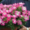 Semillas de Petunia Colgante Importadas, Plantas de Maceta de Petunia Colgante Fáciles de Cultivar, Semillas de Flores para Todas las Estaciones, Tasa de Germinación 80%