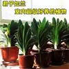 Planta de Clívia em vaso com botões, plantas adultas e pequenas, planta de floração de quatro estações, planta verde de interior, fácil de cuidar, variedade 'Cabeça Redonda Monge'