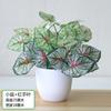 Plantas de Potos Simuladas, Plantas Verdes Falsas, Adornos de Flores Simuladas, Café Internet, Sala de Estar, Dormitorio, Club de Hotel, Adornos de Plástico, Envío Gratis