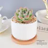 Planta Suculenta em Vaso Cordão de Dinheiro Amigável para Iniciantes Fácil de Cuidar Conjunto de Suculentas para Mesa Tolerante à Seca