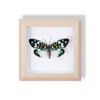 Especimen de Mariposa Real Pintura Decorativa Colgante Adorno de Insecto con Ojos Azules, Marco de Madera Maciza, Regalo para Mejor Amigo, Recuerdo Único