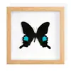 Mariposa Real, Especie Preciosa de Verano, Adorno de Escritorio de Mariposa Rara, Espécimen de Regalo, Pintura Decorativa, Espécimen de Mariposa, Mariposa Rayada de Tigre