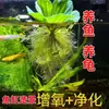 Plantas Acuáticas de Tortuga para Piscicultura, Plantación de Jacinto de Agua, Hierba Real para Purificación del Agua, Jacinto de Agua para Estanques de Peces, Plantas Oxigenantes Antiguas para Interiores y Exteriores