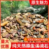 Directamente del fabricante: Grava para Paisajismo de Acuario de Piedra del Río Yangtsé, Arena Nativa para Fondo de Tanque, Granos Redondos Ji Luo